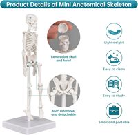 Mini modelo de Anatomía de esqueleto humano de 45cm de alta calidad para demostración de enfermedades de ciencia médica y herramienta de enseñanza