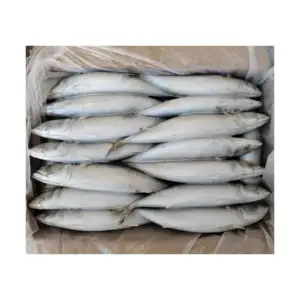 X135 pacific mackerel 300-500g sea frozen scomber japonicus manufacturer big size mackerel fish 20-30 pcs