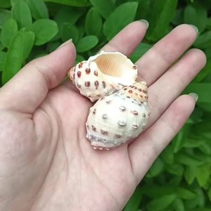 Guscio di lumaca di <span class=keywords><strong>mare</strong></span> naturale guscio di Lychee smerlato <span class=keywords><strong>perla</strong></span> guscio lucido pesce per <span class=keywords><strong>la</strong></span> decorazione <span class=keywords><strong>del</strong></span> paesaggio - Product Image 6