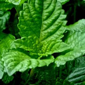 ผงสมุนไพรเมโซน่าจีนมีสารสกัดจากสมุนไพรเมโซน่ามีความบริสุทธิ์สูงละลายน้ำได้อย่างสมบูรณ์ - Product Image 2