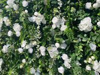 Vente en gros 3D enroulé suspendu fausse fleur artificielle mur végétal de simulation fleur ornementale feuilles vertes mur végétal artificiel
