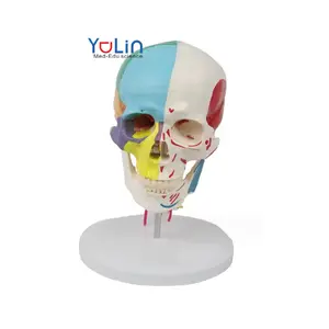 Medical education teaching research on seven-section cervical semi-muscular skull model made of pvc material