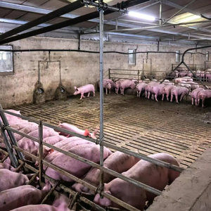 Système d'alimentation automatique pour porcs par fermentation liquide programmé par ordinateur, avec pesage, mélange, distribution temporisée, <span class=keywords><strong>auto</strong></span>-nettoyant et équipement multi-étapes - Product Image 6