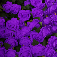 Fabrik-Großhandel Künstliche Einzelne Samt-Rosen Blume Rot Weiß Blau Rosa Schwarz Lila Maßgefertigte Dekorative Rosen