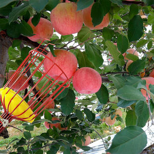Herramienta telescópica para recoger árboles frutales para recoger naranja, mango, aguacate, limón, pera - Product Image 3