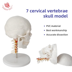 Modèle de colonne vertébrale cervicale de crâne humain FRT023 modèle de crâne d'artère carotide occipitale modèle de crâne de Communication médecin-patient orthopédique - Product Image 2
