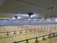 Caja de reducción de Motor WANXIN de 0,75/1,1/1.5kw para línea de alimentación principal de aves de corral/sistema de línea de alimentación de granja de pollos proveedor de fábrica