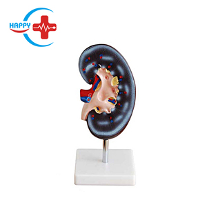 Modèle pédagogique de l'anatomie du rein humain HC-S266, structure rénale - Product Image 1