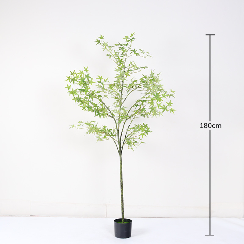 Bonsaï mini érable vert régulier - 180cm