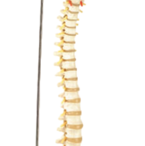 Modelo de Columna Vertebral Sacra Magnética A123, Maniquí de 85 cm con Columna Vertebral Flexible, Pelvis, Fémur y Sacro - Product Image 3
