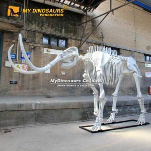 MY DINO Fossile d'animal de l'ère glaciaire, squelette de mamouth, exposition du Musée National, à vendre - Product Image 6