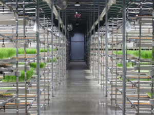 Système <span class=keywords><strong>de</strong></span> culture hydroponique complet et économique en seau - Product Image 3