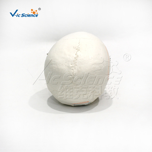 Modelo de Cráneo Humano con Marcas de Origen e Inserción Muscular, Cráneo Anatómico de PVC para Enseñanza de Ciencias Médicas - Product Image 6