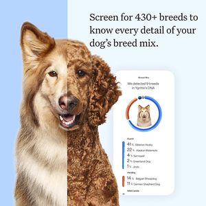 Kit Esencial para Pruebas de ADN Canino, Prueba de Alta Precisión para Más de 430 Razas de Perros, 30 Afecciones Genéticas, Más de 50 Características, Ascendencia, Más de 5 Millones de Mascotas - Product Image 3