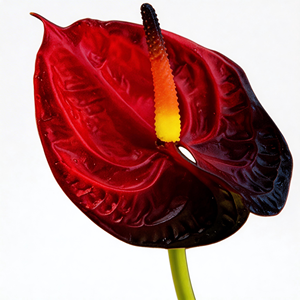 <span class=keywords><strong>Fleur</strong></span> artificielle Anthurium rouge en gel souple A8 Real Touch pour les centres <span class=keywords><strong>de</strong></span> table <span class=keywords><strong>de</strong></span> mariage et les arrangements floraux <span class=keywords><strong>de</strong></span> décoration intérieure - Product Image 1