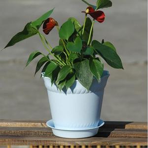 Venta al por Mayor DDA328, Maceta de Plástico para Plantas de Interior con Bandeja, Maceta Pequeña para Flores y Suculentas de Balcón - Product Image 4