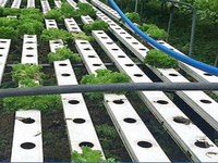 Système hydroponique NFT à recirculation plate en PVC de qualité alimentaire Seedafarm, pompe à eau automatique, culture hors-sol de légumes-feuilles 1 6