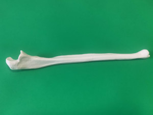 Modelo de Hueso Ulnar del Brazo Humano, Tamaño Real, Modelo Anatómico Estructural del Ulnar para Ciencias Médicas - Product Image 2