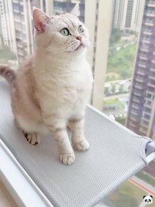 Lit rectangulaire moderne pour animaux de compagnie en tissu à motif solide Hamac pliable pour chat en gros avec fenêtre et ventouse Lit nid pour chat à la mode - Product Image 5