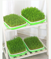 Plateaux de germination de semis en plastique à double couche Offres Spéciales plaque de germination plateau de démarrage de semis de germination pour la plantation de graines
