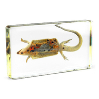 Gran oferta de especímenes de animales, disección de resina educativa para peces escolares, muestra comparativa, resina epoxi de taxidermia