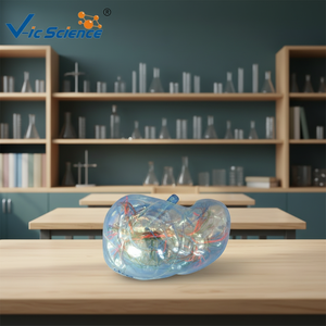 Modèle de segment de foie humain en PVC transparent pour la formation médicale et la <span class=keywords><strong>recherche</strong></span> dans les écoles - Product Image 2