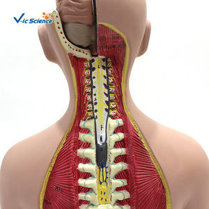 Modelo de torso hermafrodita pequeño, modelo de anatomía humana para enseñanza, herramienta educativa para comprender la estructura detallada de - Product Image 2