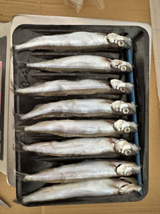 ปลา Capelin แช่แข็ง <span class=keywords><strong>shishamo</strong></span> Capelin ปลา <span class=keywords><strong>shishamo</strong></span> - Product Image 4