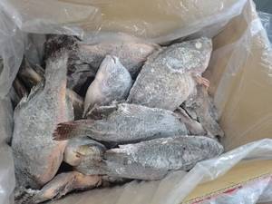 Tilapia Intera Fresca Congelata Premium Nera, Pesce Intero Congelato per Ristoranti e Vendita al Dettaglio - Product Image 3