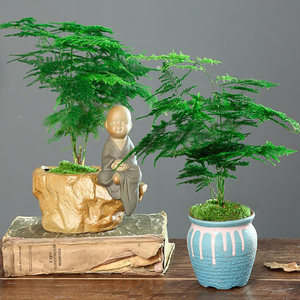 Plante artificielle de fougère asperge en pot pour décoration de bureau intérieure, style moderne et simple, en plastique - Product Image 3