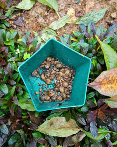 D455 Durable Anti-Snail Garden Snail <strong>Trap</strong> Manufacturer-Supplied Waterproof PP Material Cage for Vegetable Pest Control - Product Image 5