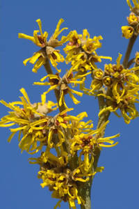 Hoge kwaliteit 15% tannis Toverhazelaar <span class=keywords><strong>Extract</strong></span> <span class=keywords><strong>Hamamelis</strong></span> virginiana <span class=keywords><strong>extract</strong></span> poeder - Product Image 2