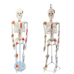 Modelo de esqueleto humano, 85 cm, con la mitad de los músculos coloreados, puntos de origen e inserción muscular, ligamentos, modelo de masaje. - Product Image 1