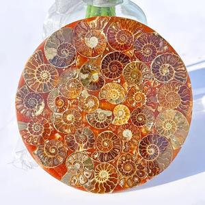 Vente en gros de fossiles de conques naturelles polies, plaque décorative, disque de fossile d'escargot pour décoration, cadeau - Product Image 5