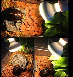 Lampada Riscaldante per Rettili, Lampada Rossa per Animali Domestici, Illuminazione Giorno/Notte per Anfibi e Serpenti, Lampadina Riscaldante UV per Rettili - Product Image 5