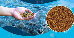 Alimento Flotante para Peces de Alta Calidad de la India, Nutrición Sostenible y Ecológica para un Crecimiento Rápido y Peces Saludables - Product Image 4