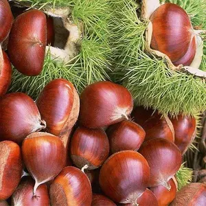 Prezzo cinese a buon mercato castagne fresche crude di buona qualità castagne fresche prezzo all'ingrosso