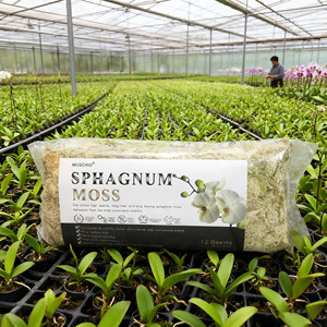 Muschio di Sfagno Fornito dalla Fabbrica per Ibridazione di <span class=keywords><strong>Orchidee</strong></span> e <span class=keywords><strong>Semina</strong></span> - Product Image 1