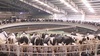 Système d'équipement d'allaitement rotatif pour vaches, carrousel, machine à traire, pour plusieurs vaches, gain de temps
