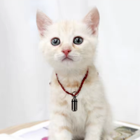 Pawise Vente en gros en acier inoxydable Plastique 3.5cm Pendentif pour chien Tube d'adresse Anti-Perdu Tube d'adresse d'identification pour animaux de compagnie pour chiens chats Petit animal