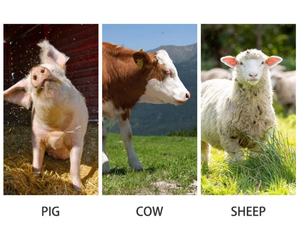 Novo Kit de Teste de Gravidez Veterinário CASHT ECI-500 para Gado, Porcos e Cães, <span class=keywords><strong>Detector</strong></span> de Ovulação - Product Image 2