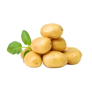 Pommes de terre fraîches fraîches, vente en gros, extracteur