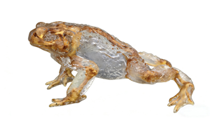 Escultura Artística de <span class=keywords><strong>Esqueleto</strong></span> de <span class=keywords><strong>Sapo</strong></span> de Resina Transparente HD de Alta Calidad, Patrón Animal, Arte Coleccionable, Decoración para el Hogar, Regalo - Product Image 2