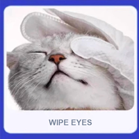 Lingettes jetables pour animaux de compagnie, sans rinçage, sans eau, pour le toilettage et le nettoyage des pattes, du visage et du corps des chiens et des chats, 6 pièces