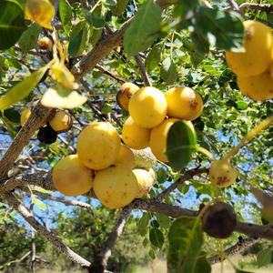 Aceite de Marula Vegano, Sin OMG, 100% Puro, Prensado en Frío, Sin Refinar, para el Cuidado de la <span class=keywords><strong>Piel</strong></span>, el Cabello y la Cara, Precio al por Mayor - Product Image 2