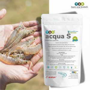 ปรับปรุงไมโครไบโอต้าลำไส้กุ้งด้วยการผสมในบ่อโปรไบโอติก - Product Image 1