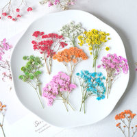 Fleur séchée de Gypsophile, spécimen végétal pressé, écologique, pour coques de téléphone DIY, marque-pages, mariage, Noël, Fête des Mères