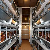 PoulTech-jaula automática tipo H para pollos, jaula para gallinas ponedoras, equipo de granja avícola