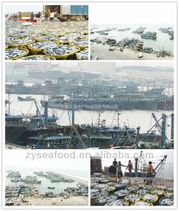 تصدير المأكولات البحرية مستديرة كاملة IQF ، نسبة عالية من البروتين ، تصدير المأكولات البحرية - Product Image 6