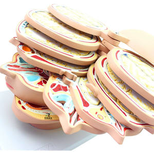 Modelo Anatómico Seccional del Cerebro Humano Pintado a Mano en PVC de Zhizao Medical Science, con Estructuras Detalladas para Uso Educativo - Product Image 2